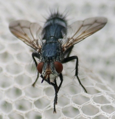 Copecrypta ruficauda