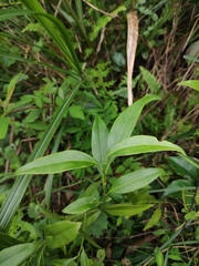 Sarcococca longipetiolata
