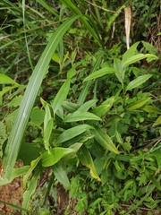 Sarcococca longipetiolata