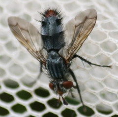 Copecrypta ruficauda