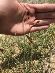 Divisae