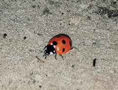 Coccinella algerica