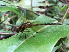 Anaciaeschna jaspidea