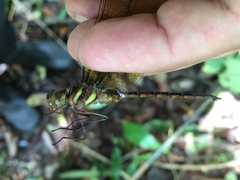 Anaciaeschna jaspidea