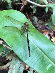 Anaciaeschna jaspidea