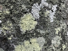 Pertusaria amarescens