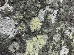 Pertusaria amarescens