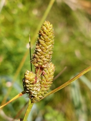 Carex complanata