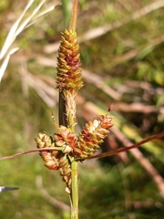 Carex complanata
