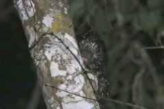 Coendou bicolor