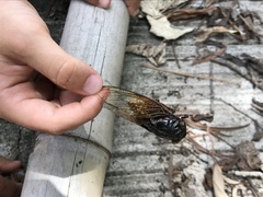 Cryptotympana mandarina