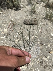 Astragalus convallarius