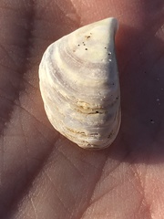 Dreissena polymorpha