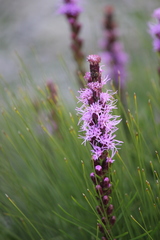 Liatris helleri