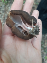 Gyromitra sphaerospora