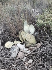 Opuntia × vaseyi