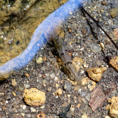 Caridina serrata
