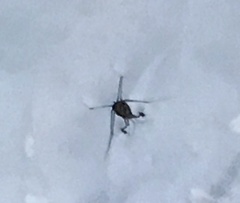 Metrocoris lituratus