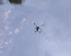 Metrocoris lituratus