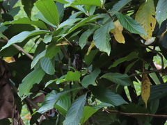 Picumnus squamulatus