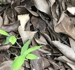 Pseudoneoponera rufipes