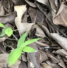 Pseudoneoponera rufipes