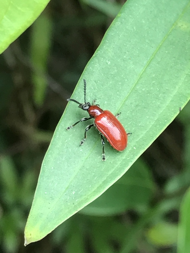Lilioceris egena