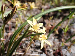 Triteleia ixioides