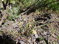 Triteleia ixioides