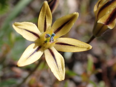 Triteleia ixioides