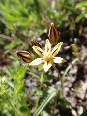 Triteleia ixioides