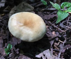 Agrocybe acericola