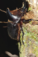 Heterogomphus schoenherri