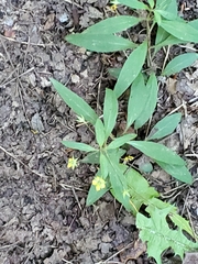 Lysimachia lanceolata