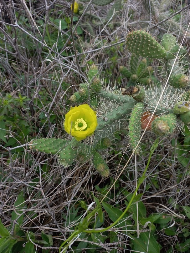 Opuntia elizondoana