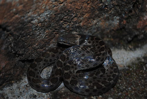 Sinaloan Nightsnake
