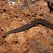 Spencer's Flatworm - Photo (c) Reiner Richter, some rights reserved (CC BY-NC-SA), uploaded by Reiner Richter