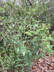 Euphorbia floridana
