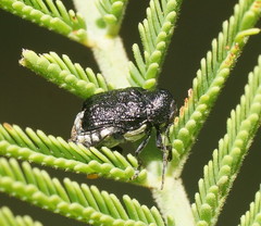 Aporocera scabrosa