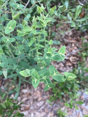 Euphorbia floridana