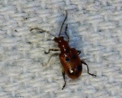 Neolema quadriguttata