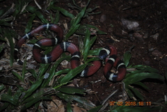 Lampropeltis polyzona