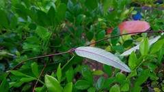 Cryptolepis sinensis