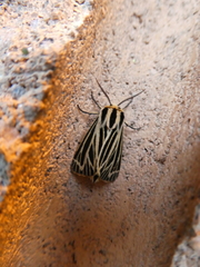 Apantesis virguncula