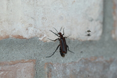 Pyrota tenuicostatis