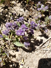 Phacelia humilis