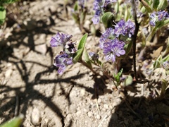 Phacelia humilis