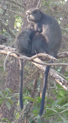 Cercopithecus mitis