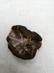 Gyromitra sphaerospora