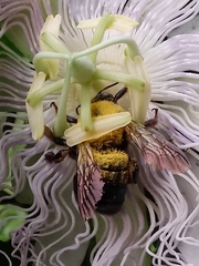 Xylocopa virginica